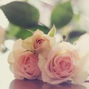 Meet your Posher, Isabelle